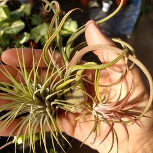 Plant (air plant)